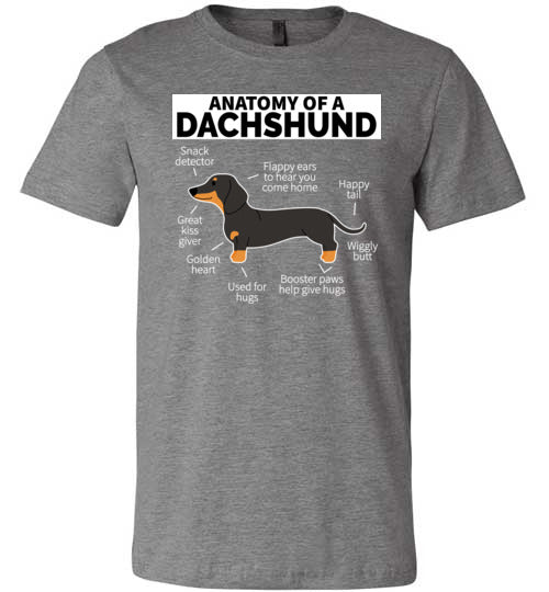 Dog Anatomy Dachshund Canvas