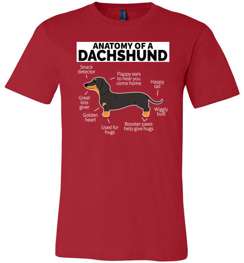 Dog Anatomy Dachshund Canvas